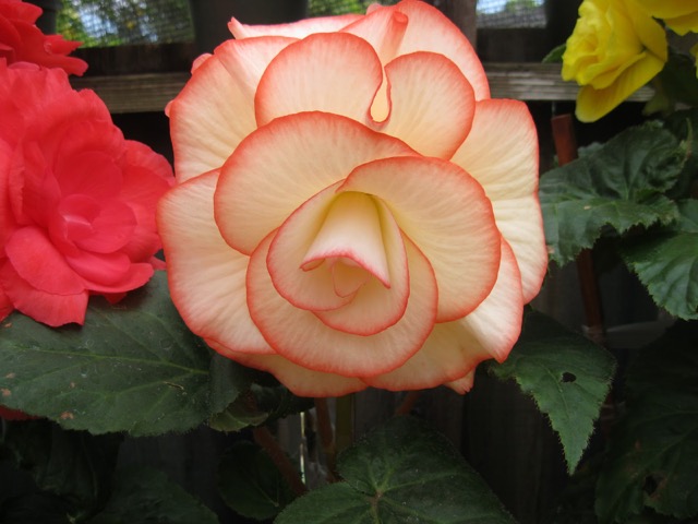 B. ‘Fiona’